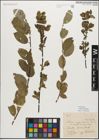 Foto von Salix myrsinifolia Salisb.